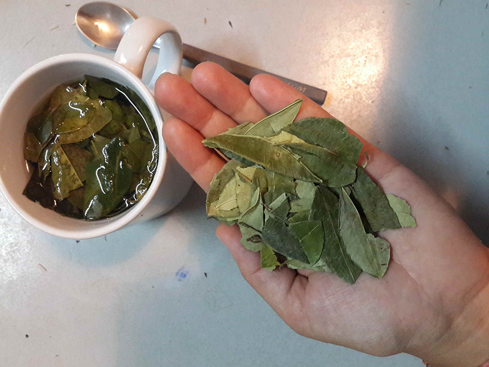 Koka yaprağı ve koka çayı