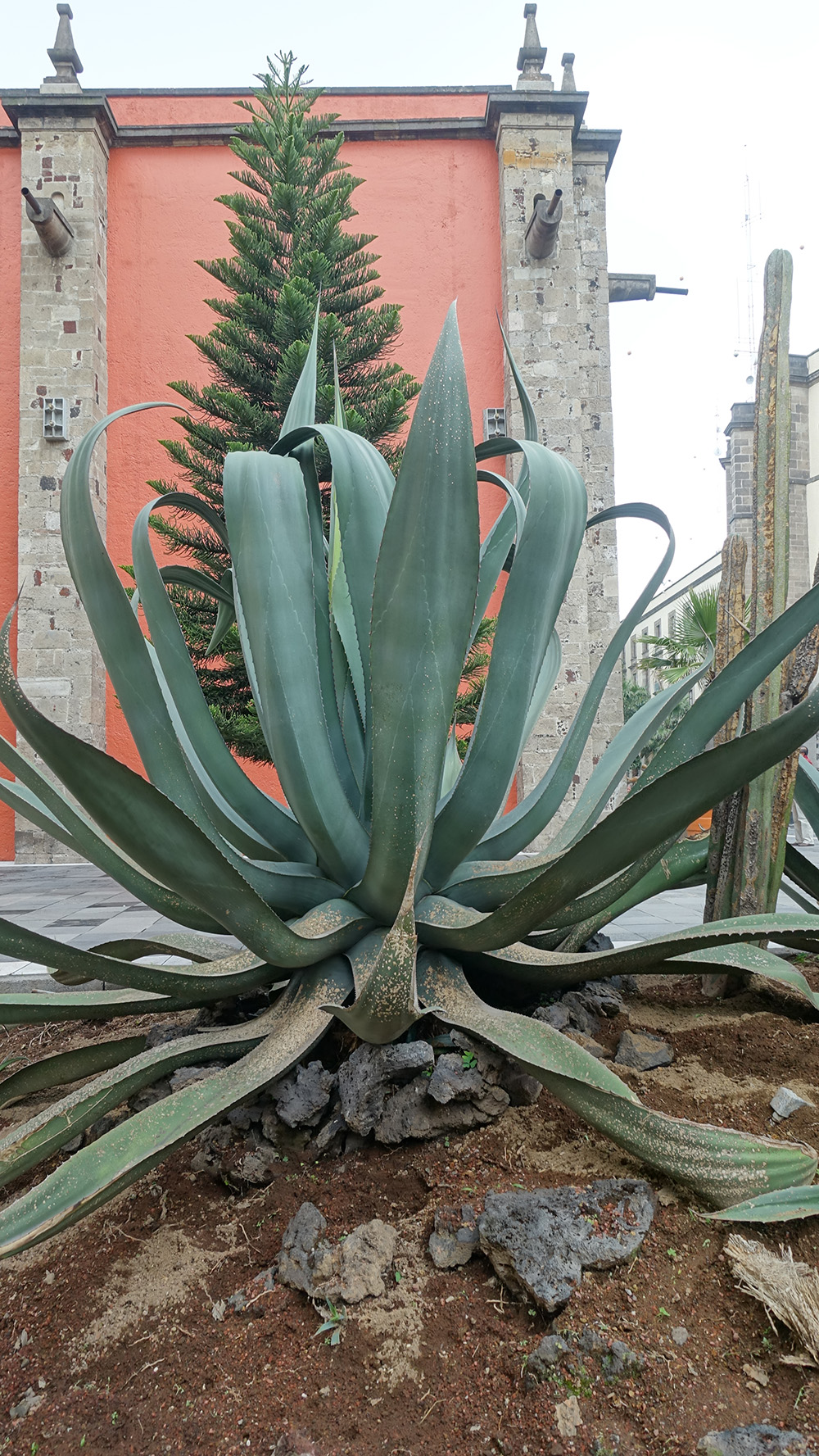 Maguey bitkisi pulque