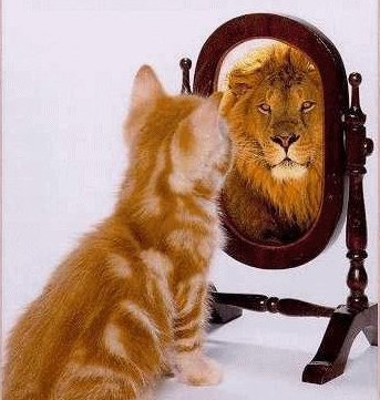 cat-to-lion-image